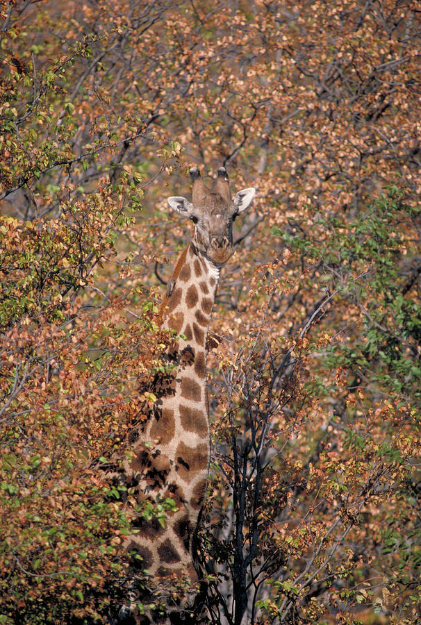 Giraffe Photograph by Gregory G. Dimijian