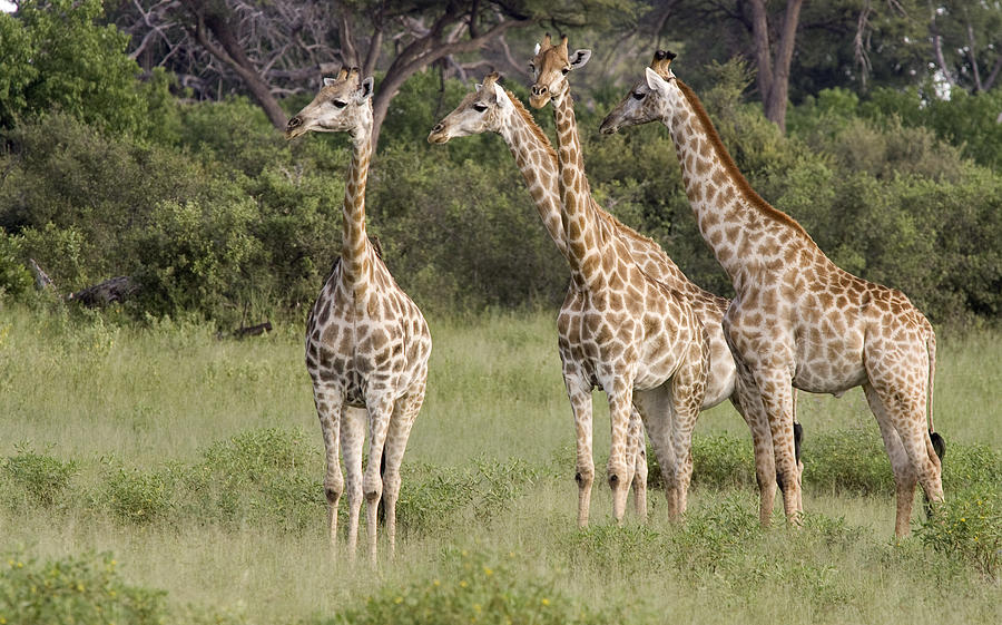 Giraffe Group Botswana Photograph by Matthias Breiter