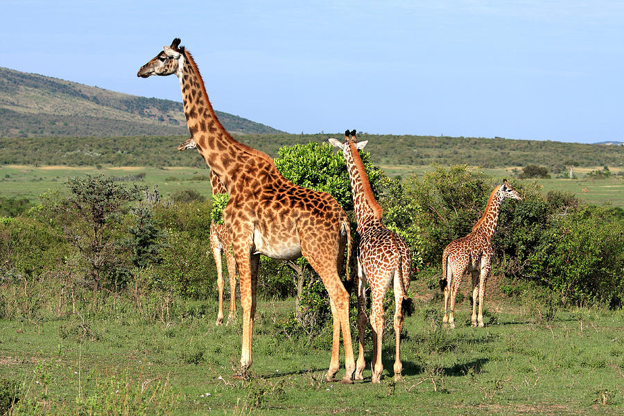 Wildlife Photograph - Giraffe Group On The Masai Mara by Aidan Moran