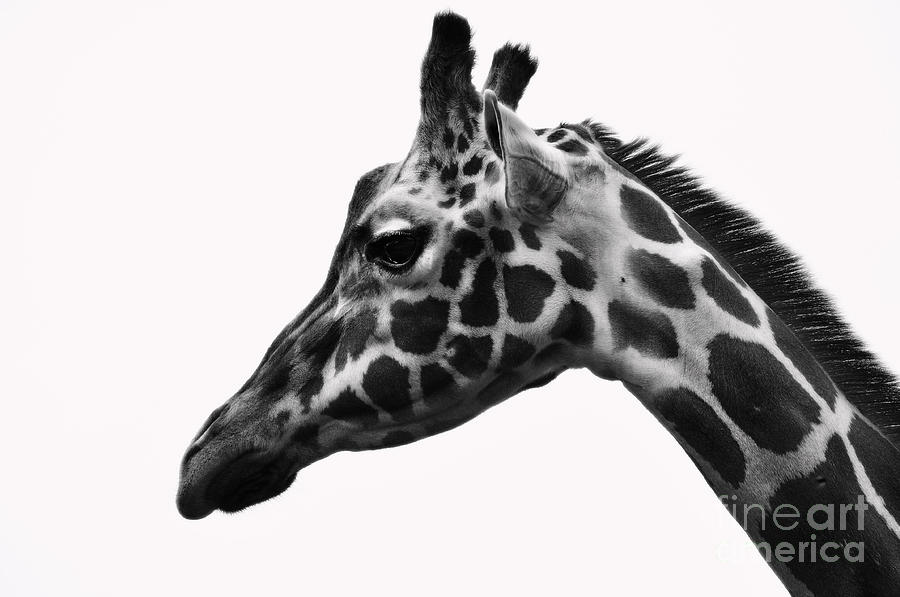 Giraffe Head Shot Photograph