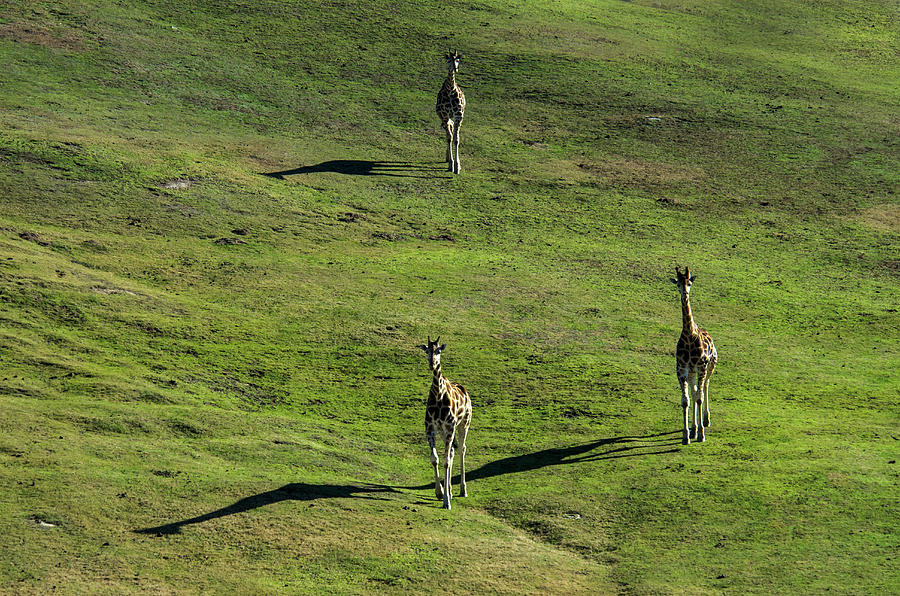 Giraffe Herd Photograph by Mark Newman