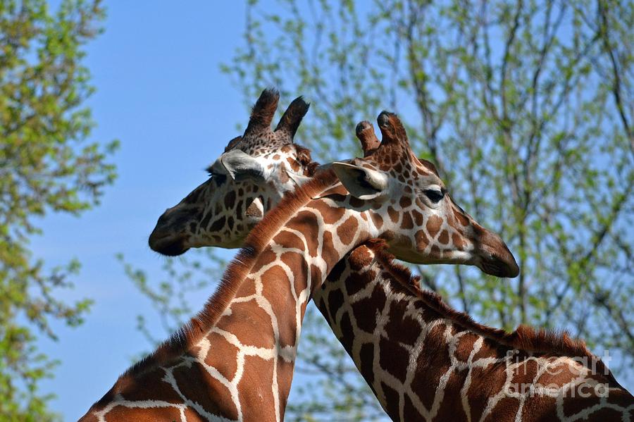 hug fun giraffe