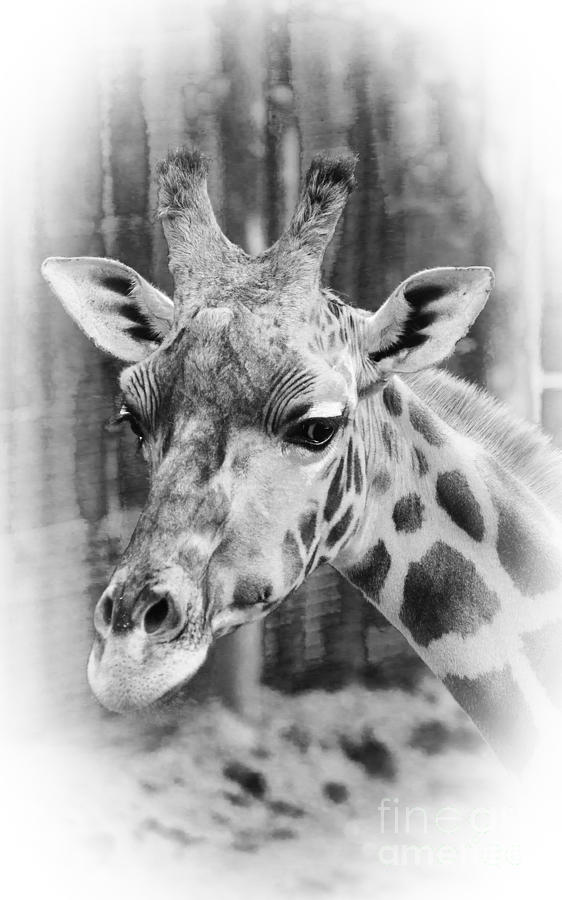 Giraffe in Black And White Photograph by Linsey Williams
