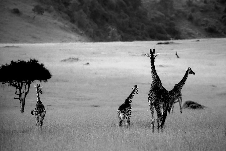 Giraffe in Black and White Photograph by Sebastian Musial