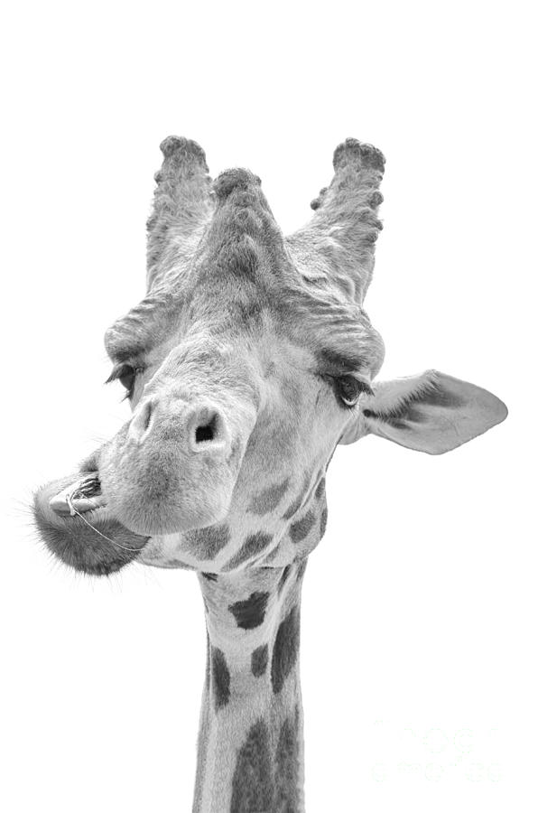 Giraffe in black and white Photograph by Steev Stamford