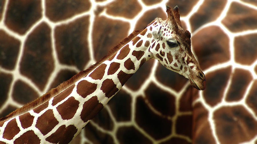 Compose Photograph - Giraffe In Front Of  Mum by G??nther Gawlik