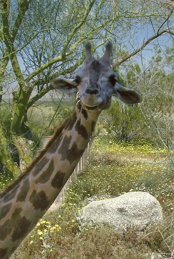 Giraffe in the Desert Photograph by Dody Rogers