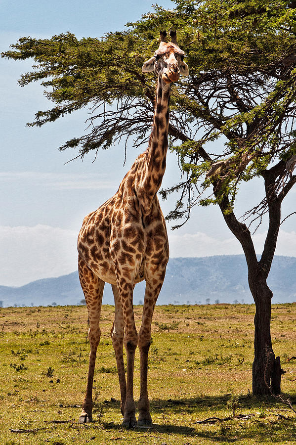Giraffe in the Mara Photograph by Perla Copernik