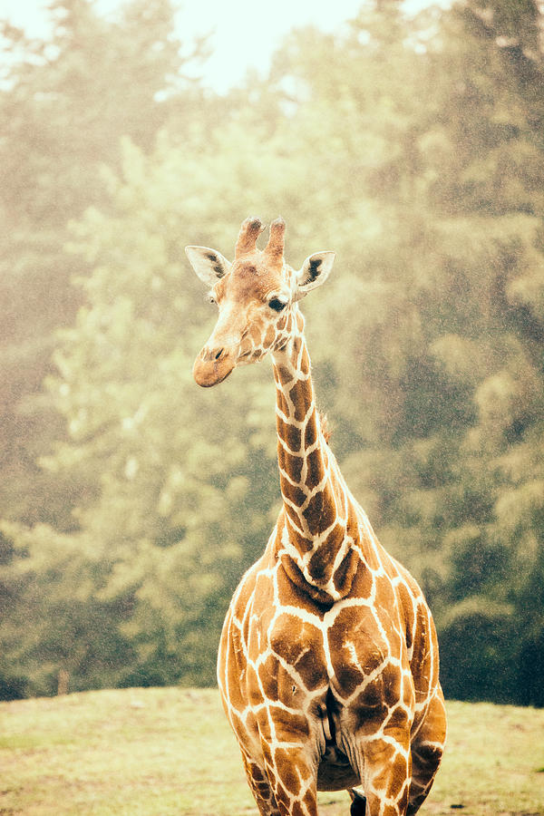 Vintage Photograph - Giraffe In The Rain by Pati Photography