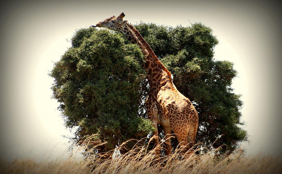 Giraffe in tree version two Photograph by Sue Long
