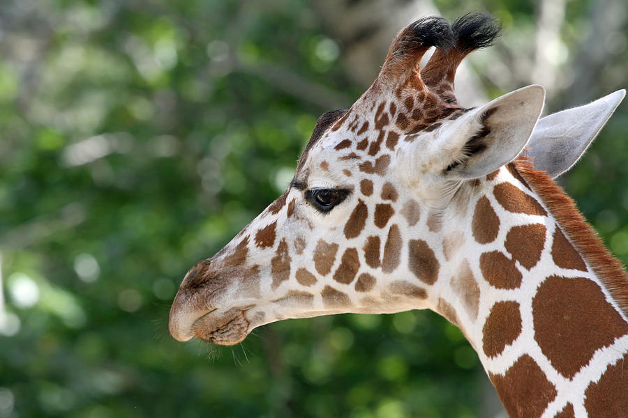 Giraffe Photograph by Jackson Pearson
