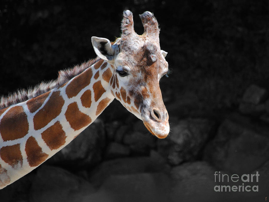 Giraffe Photograph by Jai Johnson