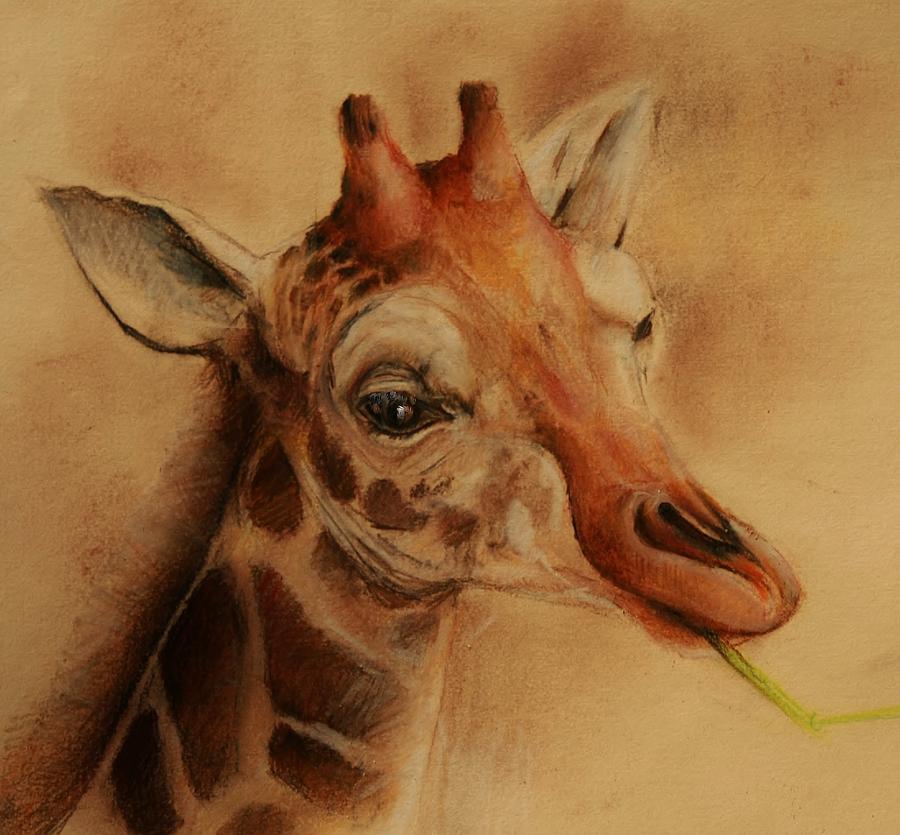 Giraffe Drawing by Jean Cormier