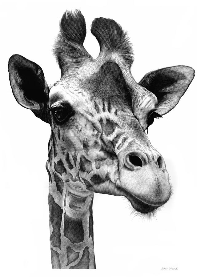 Giraffe Drawing by Jerry Winick