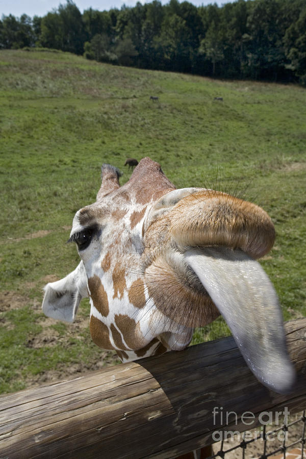 Giraffe Photograph by Jim West