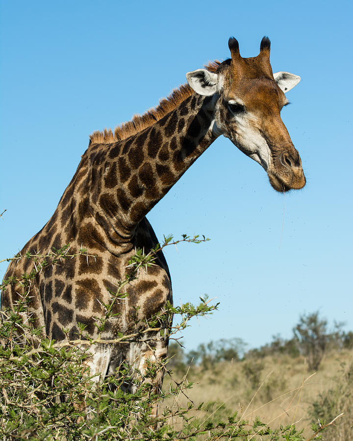 Wildlife Photograph - Giraffe by John Morris