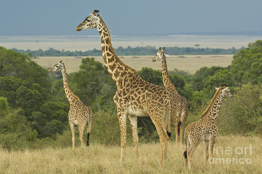 Giraffe Photograph by John Shaw