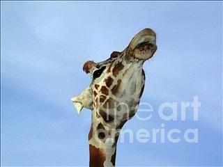 Giraffe Kiss Photograph by Tap On Photo