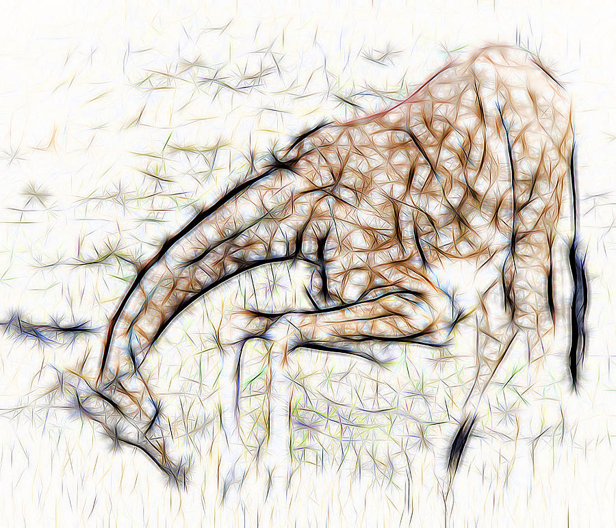 Giraffe Kneeling Digital Art by William Horden