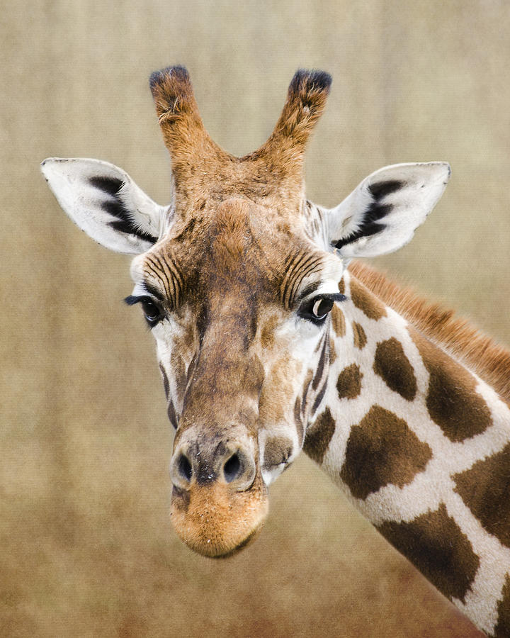 Giraffe Photograph by Linsey Williams