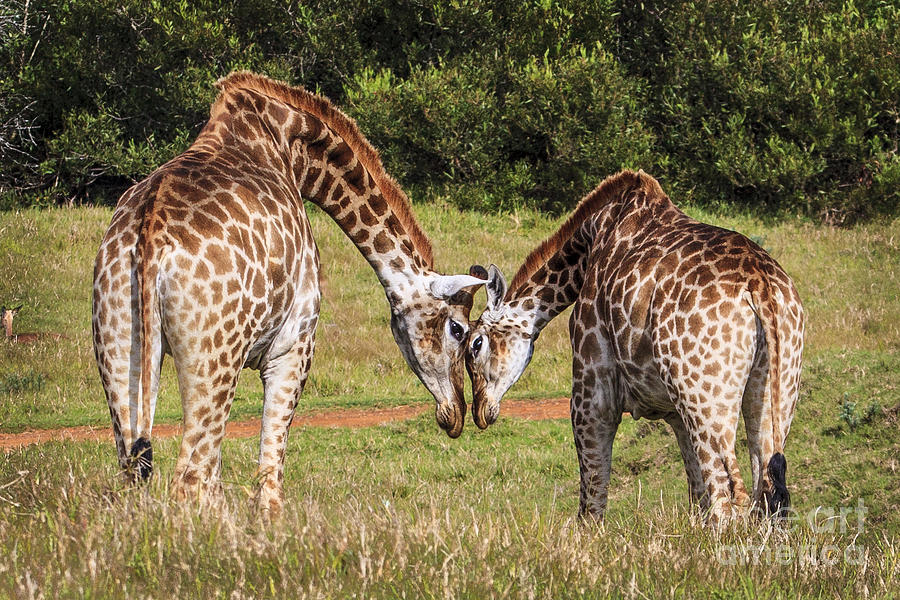 Giraffe Love Photograph by Jennifer Ludlum