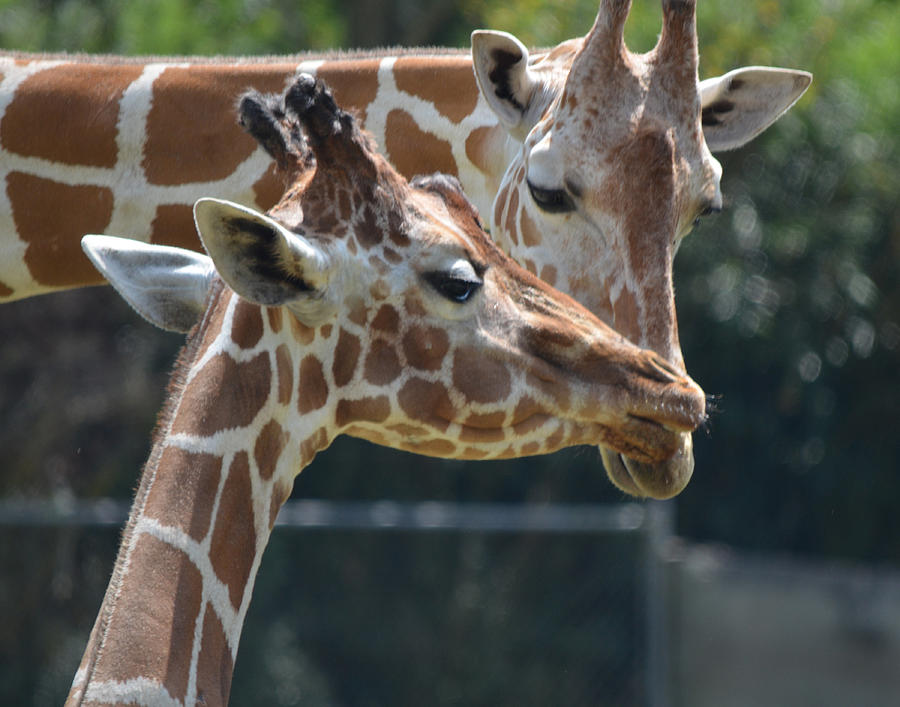 Giraffe Love Photograph by Maggy Marsh