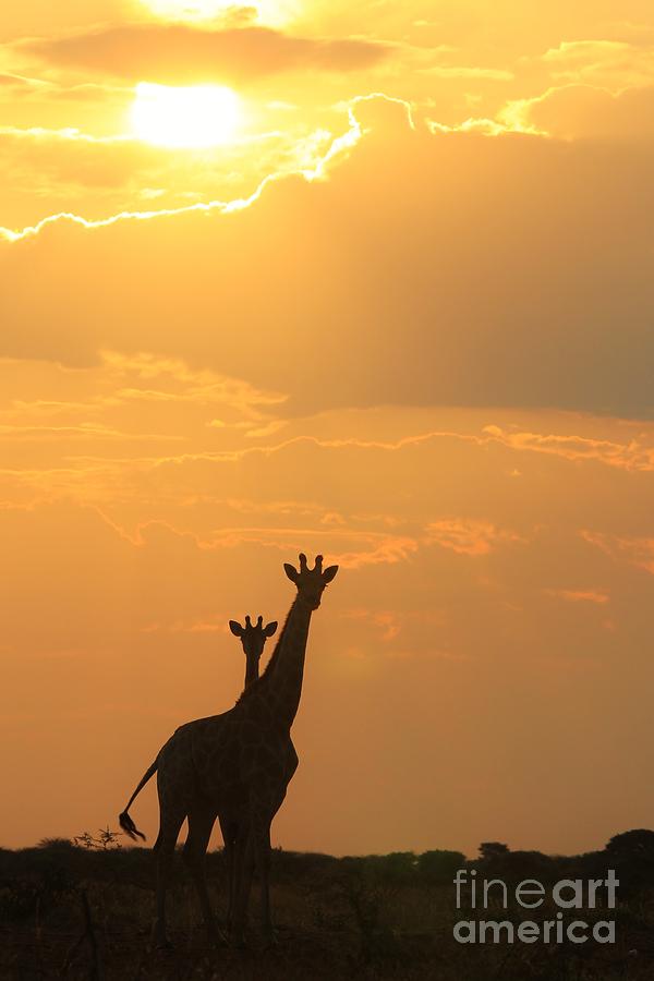 Unique Photograph - Giraffe Love of Sunsets by Andries Alberts
