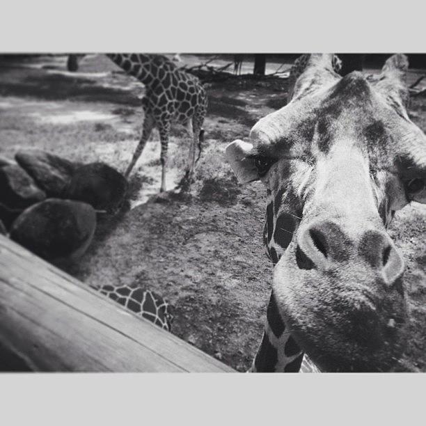 Animal Photograph - Giraffe by Mackenzie Martin