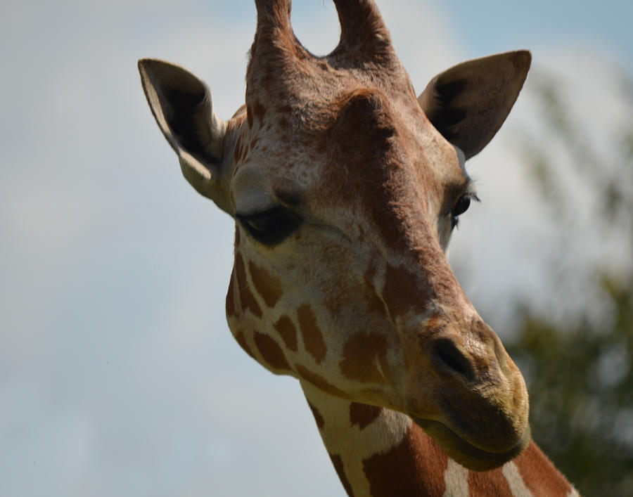 Giraffe Photograph by Maggy Marsh