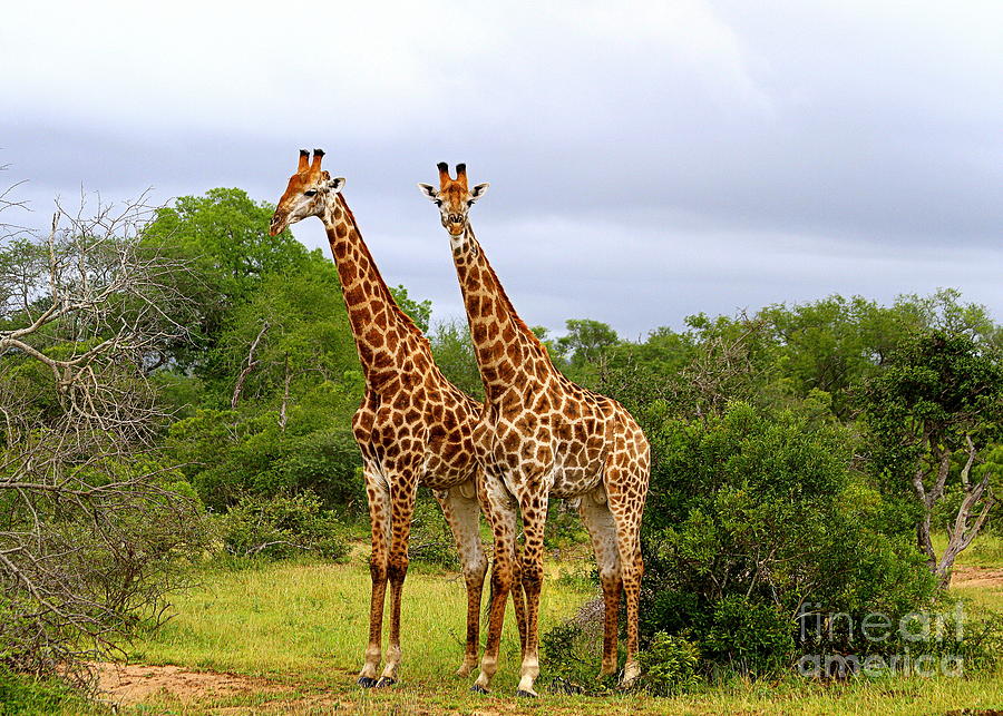 Giraffe Males Before The Storm Photograph by Catherine Sherman