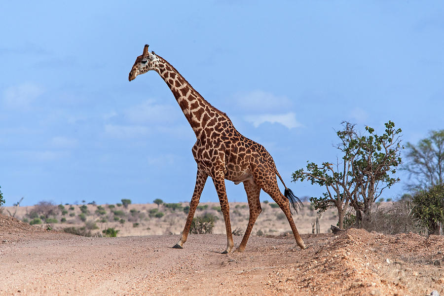 Giraffe Photograph by Manuelo Bececco Global Nature Photographer