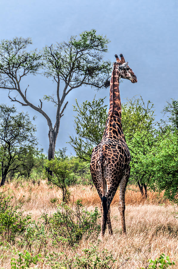 Giraffe Photograph by Maria Coulson