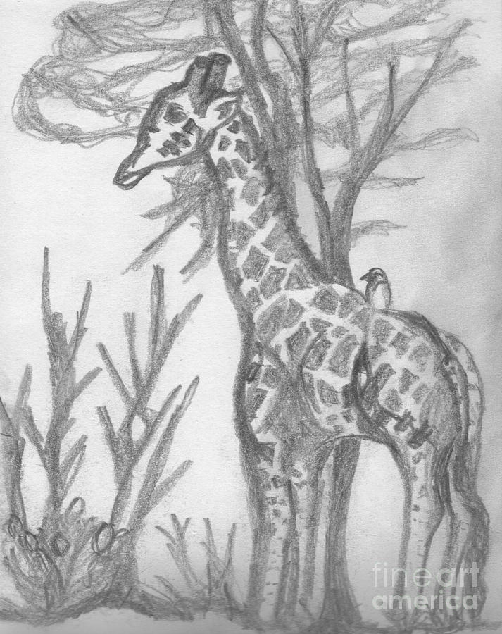 Giraffe Drawing by Mary Mikawoz