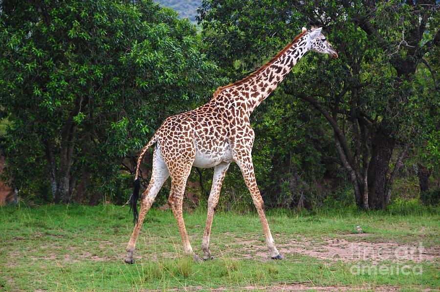 Giraffe - Masai Mara - Kenya Photograph by Charuhas Images