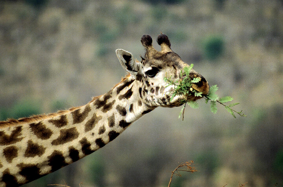 Giraffe Masai Race Photograph by Mary Beth Angelo