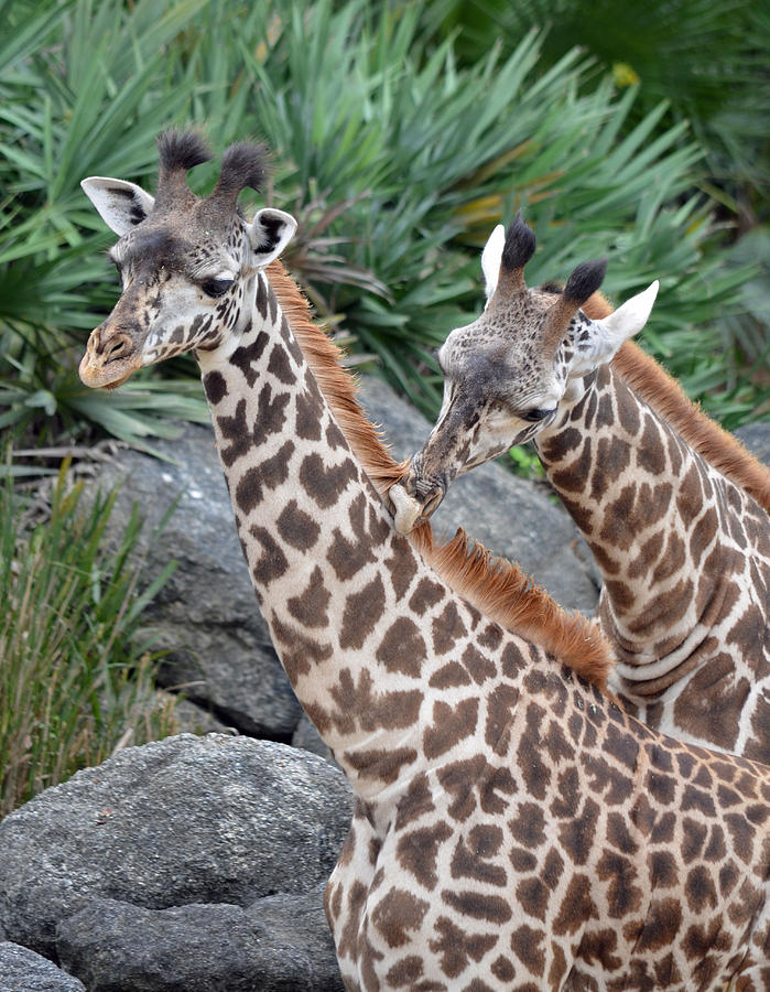 Nature Photograph - Giraffe Massage by Richard Bryce and Family