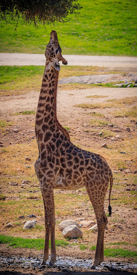 Giraffe Photograph by Matthew Onheiber