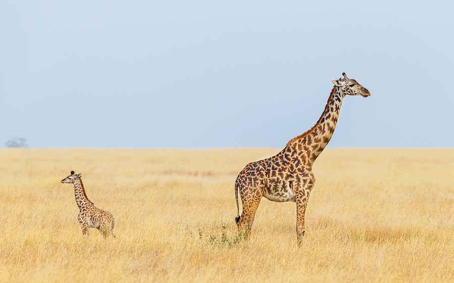Giraffe Mother and Calf, Serengeti National Park, Tanzania Africa Photograph by Kenneth Canning