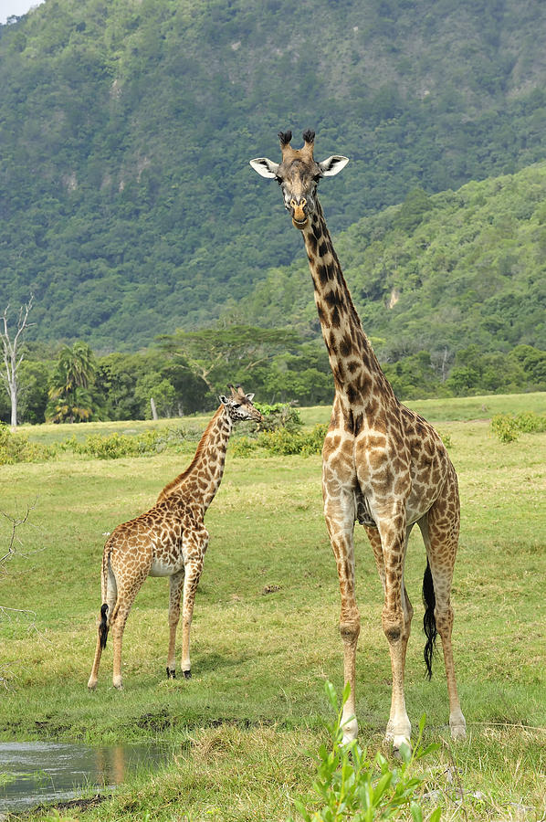 Giraffe Mother And Calftanzania Photograph by Thomas Marent