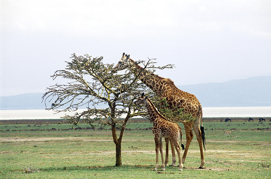 Giraffe Mother And Young Browsing Photograph by Charles Angelo