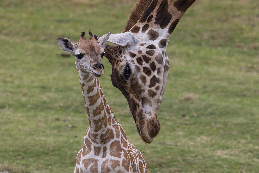 Giraffe Mother Nuzzling Calf Photograph by San Diego Zoo
