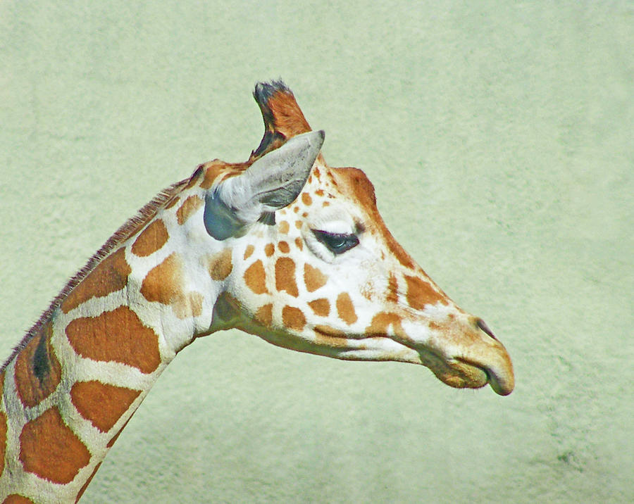Giraffe Mug Shot Digital Art by Lizi Beard-Ward