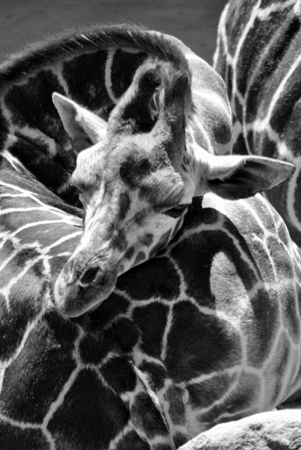 Giraffe  Photograph by Nathan Abbott