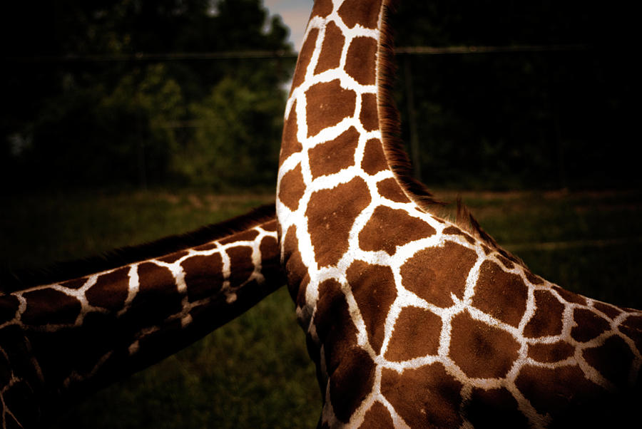 Abstract Photograph - Giraffe Necks At A Zoo In Des Moines by Elyse Butler