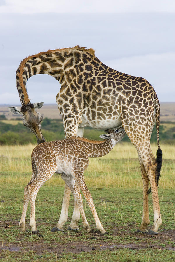 Giraffe Nuzzling Her Nursing Calf Photograph by Suzi Eszterhas