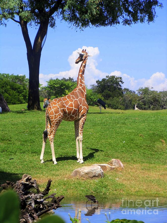 Giraffe on a Spring Day Photograph by Jeanne Forsythe
