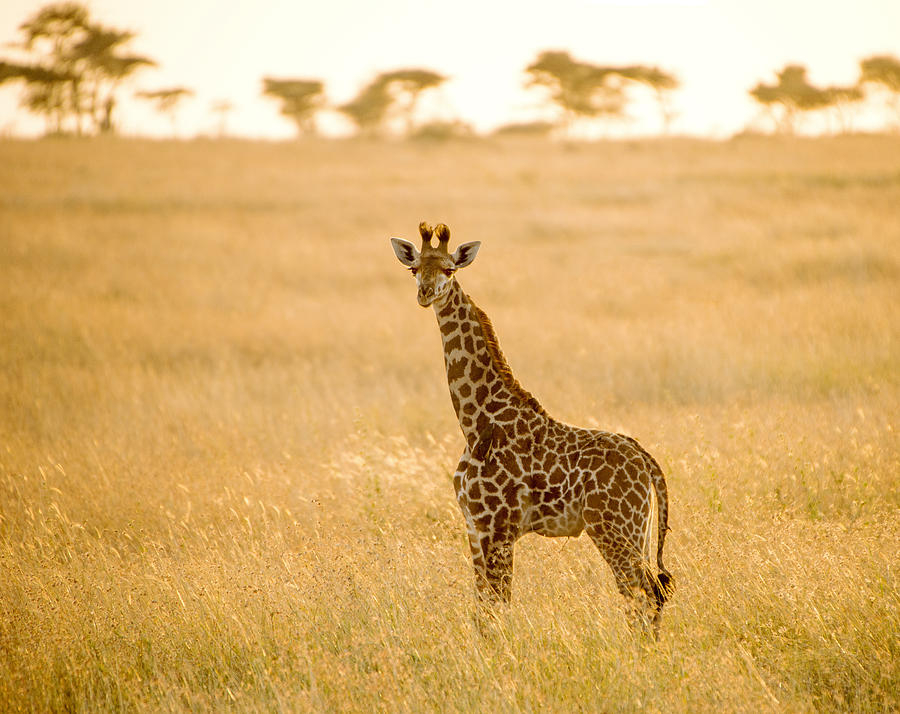 Giraffe On Africa Plain Photograph by Nian Chen