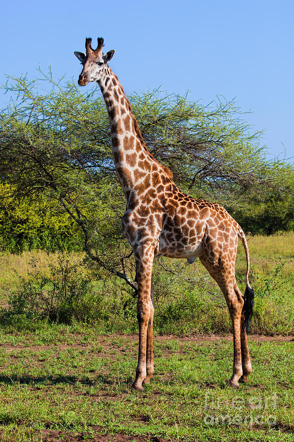 Giraffe On Savanna. Safari In Serengeti by Michal Bednarek