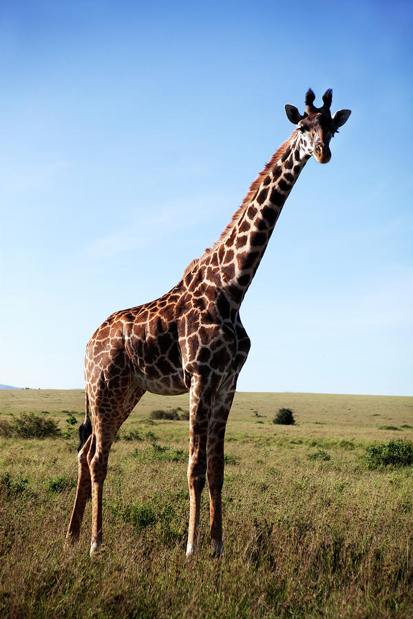 Giraffe On Savannah Photograph by Johner Images