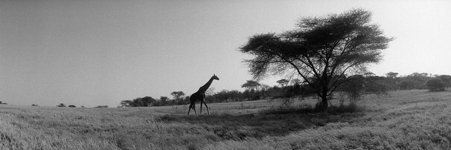 Black And White Photograph - Giraffe On The Plains, Kenya, Africa by Panoramic Images